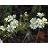 ASTER ERI HEATH ASTER 3.5"/18T