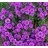 ASTER NOV ANG NEWENGLAND3.5"/18T