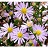 ASTER OOLENTANGIENSE 3.5"18/TRAY