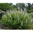 BAPTISIA ALBA 3.5"18/TRAY