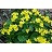 CALTH PAL MARSH MARIGOLD3.5"/18T