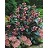 CHELONE GLA TURTLEHEAD 3.5"/18T