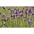 DALEA PURPURPLEPRAIRCLOV3.5"/18T