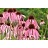 ECHIN PAL PALE PUR CONEFLOWER #1
