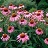 ECHIN PURPUREA 3.5"/18 TRAY