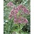 EUPAT MAC JOE PYE WEED 3.5"/18T