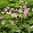GERAN MACULATUM #1