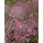 GEUM TRI PRAIRIE SMOKE 3.5"/18T