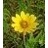 HELIO HEL COMOXEYESUNFLO3.5"/18T