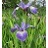 IRIS VER BLUE FLAG IRIS 3.5"/18T