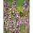 LIATR LIG MEADOWBLAZINGS3.5"/18T