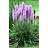 LIATRIS SPI DENSEBLAZING3.5"/18T