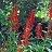LOBEL CAR CARDINAL FLOWER #1