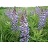 LUPIN PER LUPINE 3.5"/18T