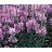 PHYSO VIR OBEDIENT PLANT3.5"/18T