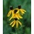 RATIB PIN YELLOW CONEFLOWER #1