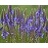 VERBE HAS BLUE VERVAIN 3.5"/18T
