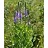 VERBE STR HOARY VERVAIN 3.5"/18T