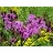 VERNONIA FAS IRONWEED 3.5"/18T