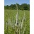 VERON VIR CULVER'S ROOT 3.5"/18T