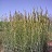 ANDRO GER BIG BLUESTEM 3.5"/18T