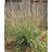 BOUTE CUR SIDEOATS GRAMA3.5"/18T