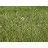 BOUTE GRA BLUE GRAMA 3.5"/18T