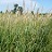 CALAM CAN BLUEJOINTGRASS3.5"/18T