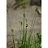 CAREX BICKNELLI OVAL SED3.5"/18T
