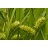 CAREX COM BOTTLEBRUSHSED3.5"/18T