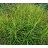 CAREX MUSKINGUMENSIS 3.5"/18TRAY