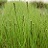 CAREX VUL FOX SEDGE #1