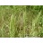 ELYMUS VIRGINIA WILD RYE3.5"/18T