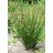 JUNCUS EFFUSUS 3.5"/18T