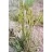 KOELE MAC JUNEGRASS 3.5"/18T