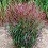 PANIC VIR SWITCHGRASS #1