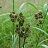 SCIRPUS ATROVIRENS 3.5"/18T