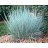 SCHIZ SCO LITTLEBLUESTEM3.5"/18T