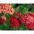 ACHILL MIL PAPRIKA #1 YARROW