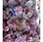 AJUGA RE BURGUNDY GLOW 10CELL/4"