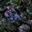 AJUGA BLACK SCALLOP 10CELL/4"