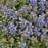 AJUGA X CHOCOLATE CHIP 10CELL/4"
