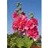 ALCEA ROS SPRING CELEB CRIMSON#1