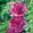 ALCEA ROS SPRING CELEB PURPLE #1