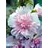 ALCEA ROS SPRING CELEB PINK #1