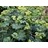 ALCHE MOL LADY'S MANTLE #1