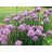 ALLIUM SCHOENOPRASUM #1 CHIVE