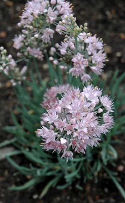 ALLIUM SEN BLUE EDDY #1