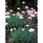 ALLIUM SEN GLAUCUM #1