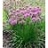 ALLIUM TAN SUMMER BEAUTY #1